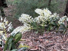 Dendrobium speciosum