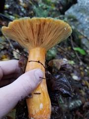 Lactarius deterrimus