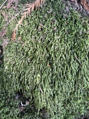 Plagiothecium undulatum