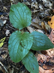 Smilax ecirrhata