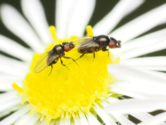 Paramyia
