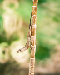 Anolis rodriguezii