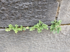 Asplenium ruta-muraria
