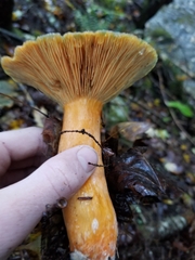 Lactarius deterrimus