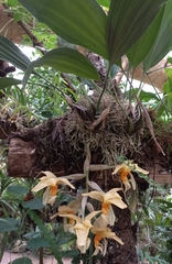 Stanhopea graveolens