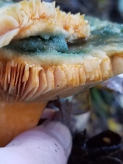 Lactarius deterrimus