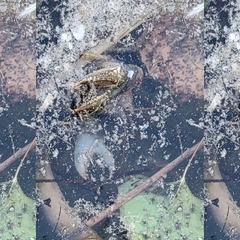 Faxonius virilis