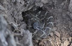 Crotalus oreganus oreganus