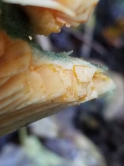 Lactarius deterrimus