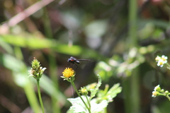 Cyananthrax cyanopterus