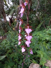 Rhynchostele bictoniensis