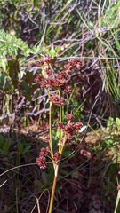 Juncus canadensis