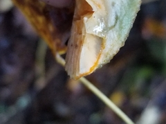 Lactarius deterrimus