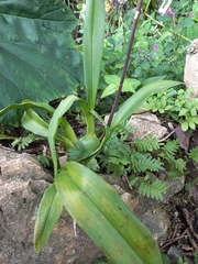 Rhynchostele bictoniensis