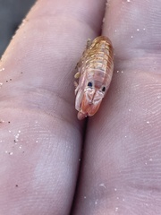 Megalorchestia corniculata