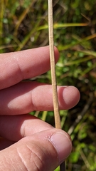 Juncus canadensis