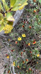 Pultenaea tenuifolia