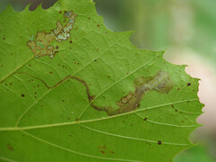 Ectoedemia clemensella