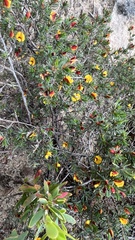 Pultenaea tenuifolia