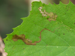 Ectoedemia clemensella