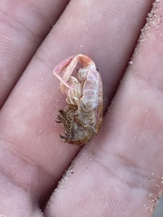 Megalorchestia corniculata
