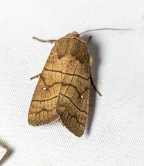 Noctuinae