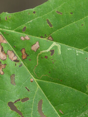 Ectoedemia clemensella