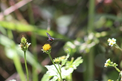 Cyananthrax cyanopterus