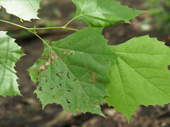 Ectoedemia clemensella