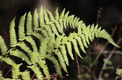 Dryopteris arguta