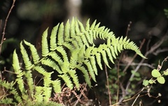 Dryopteris arguta