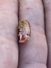Megalorchestia corniculata