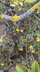 Pultenaea tenuifolia