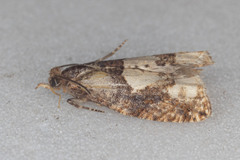 Epinotia trigonella
