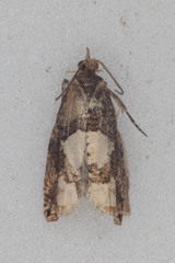 Epinotia trigonella