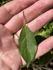 Cornus foemina
