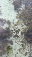 Trygonorrhina dumerilii