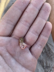 Megalorchestia corniculata