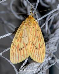 Barsine pseudoorientalis