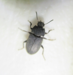 Blapstinus