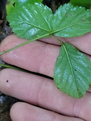 Rubus hispidus