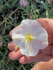 Oenothera pallida