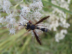 Physocephala marginata