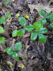 Rubus hispidus