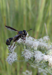 Physocephala marginata