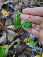 Rubus hispidus