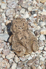 Anaxyrus microscaphus