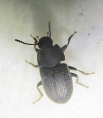 Blapstinus