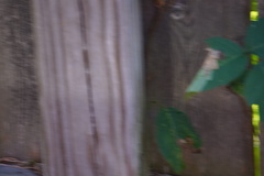 Toxicodendron radicans