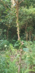 Ficus fistulosa